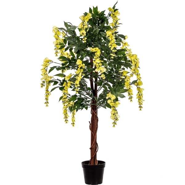 PLANTASIA® - Wisteria Goldregen, 120cm, Gelbe Blüten